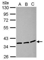 LRRC59 Antibody in Western Blot (WB)