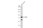 P2X7 Antibody in Western Blot (WB)