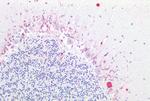 LPHN1 Antibody in Immunohistochemistry (Paraffin) (IHC (P))