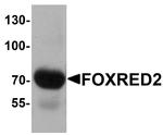 FOXRED2 Antibody in Western Blot (WB)