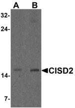 CISD2 Antibody in Western Blot (WB)