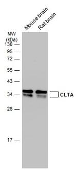 Clathrin Light Chain A Antibody in Western Blot (WB)