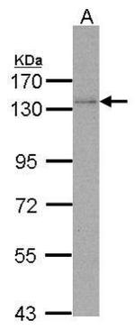 POLD1 Antibody in Western Blot (WB)