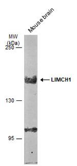 LIMCH1 Antibody in Western Blot (WB)