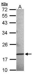 AGR3 Antibody in Western Blot (WB)