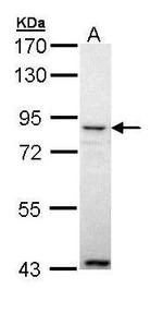 Angiopoietin 4 Antibody in Western Blot (WB)