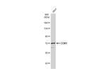 COX1 Antibody in Western Blot (WB)
