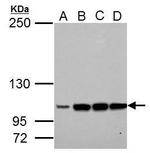 LRIG3 Antibody in Western Blot (WB)