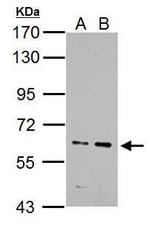 IKZF4 Antibody in Western Blot (WB)
