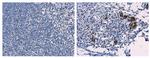 Porcine Circovirus Type 2 Capsid Antibody in Immunohistochemistry (Paraffin) (IHC (P))