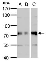 DMPK Antibody in Western Blot (WB)