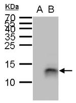 PI3 Antibody in Western Blot (WB)