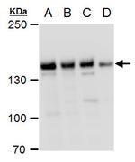 PHF2 Antibody in Western Blot (WB)