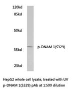Phospho-CD226 (Ser329) Antibody in Western Blot (WB)