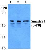 Phospho-SMAD2/SMAD3 (Thr8) Antibody in Western Blot (WB)