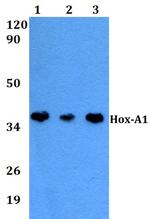 HOXA1 Antibody in Western Blot (WB)