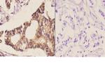 MEK6 Antibody in Immunohistochemistry (Paraffin) (IHC (P))