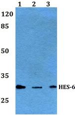 HES6 Antibody in Western Blot (WB)