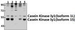 CK1 gamma-1 Antibody in Western Blot (WB)