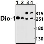 DATF1 Antibody in Western Blot (WB)