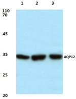 Aquaporin 12 Antibody in Western Blot (WB)