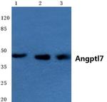 ANGPTL7 Antibody in Western Blot (WB)