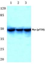 Phospho-c-Myc (Thr58) Antibody in Western Blot (WB)