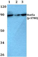 Phospho-STAT5 alpha (Ser780) Antibody in Western Blot (WB)