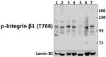 Phospho-ITGB1 (Thr788) Antibody in Western Blot (WB)