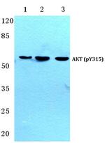 Phospho-AKT Pan (Tyr315, Tyr316, Tyr312) Antibody in Western Blot (WB)
