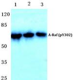 Phospho-A-Raf (Tyr302) Antibody in Western Blot (WB)