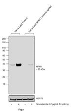 Phospho-NPM1 (Thr234) Antibody