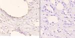 Phospho-NPM1 (Thr234) Antibody in Immunohistochemistry (Paraffin) (IHC (P))
