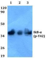 Phospho-IkB alpha (Tyr42) Antibody in Western Blot (WB)