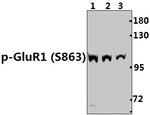 Phospho-GluR1 (Ser863) Antibody in Western Blot (WB)