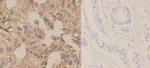 KCNAB3 Antibody in Immunohistochemistry (Paraffin) (IHC (P))