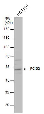 PCID2 Antibody in Western Blot (WB)