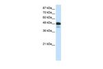 NeuroD2 Antibody in Western Blot (WB)