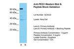 PEO1 Antibody in Western Blot (WB)