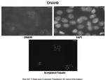 DNAH9 Antibody in Immunohistochemistry (IHC)