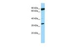 PSMB11 Antibody in Western Blot (WB)