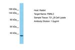 FMNL3 Antibody in Western Blot (WB)