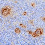 CD153 Antibody in Immunohistochemistry (Paraffin) (IHC (P))