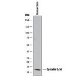 Cystatin M Antibody in Western Blot (WB)