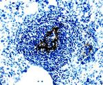 WISP1 Antibody in Immunohistochemistry (Frozen) (IHC (F))