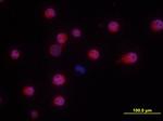NKp46 Antibody in Immunocytochemistry (ICC/IF)