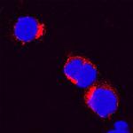 IL-8 (CXCL8) Antibody in Immunocytochemistry (ICC/IF)