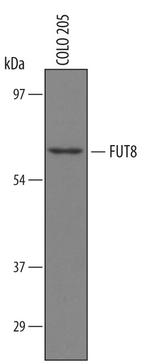 FUT8 Antibody in Western Blot (WB)
