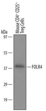 FOLR4 Antibody in Western Blot (WB)