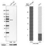 IVNS1ABP Antibody in Western Blot (WB)